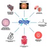 Digestive Enzymes Prebiotic & Probiotics Gas, Constipation & Bloating Relief