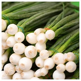 Everwilde Farms - 1 Lb Evergreen White Bunching Onion Seeds - Gold Vault