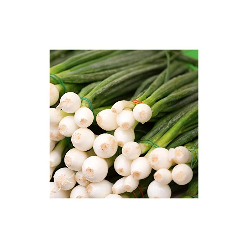 Everwilde Farms - 1 Lb Evergreen White Bunching Onion Seeds