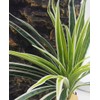 KERUIDENG Reptile Terrarium Decor, Bearded Dragon Tank Accessories，Spider Plants for