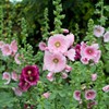 Eden Brothers Hollyhock Seeds - Henry VIII - Pink