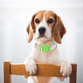 Dog Collars for Puppy Small Dogs with Summer Spring Flower Florals for Boy & Girl Dogs, Adjustable Heavy Duty Nylon Collar with Quick-Release Buckle for Small Medium Large Dogs (XS)