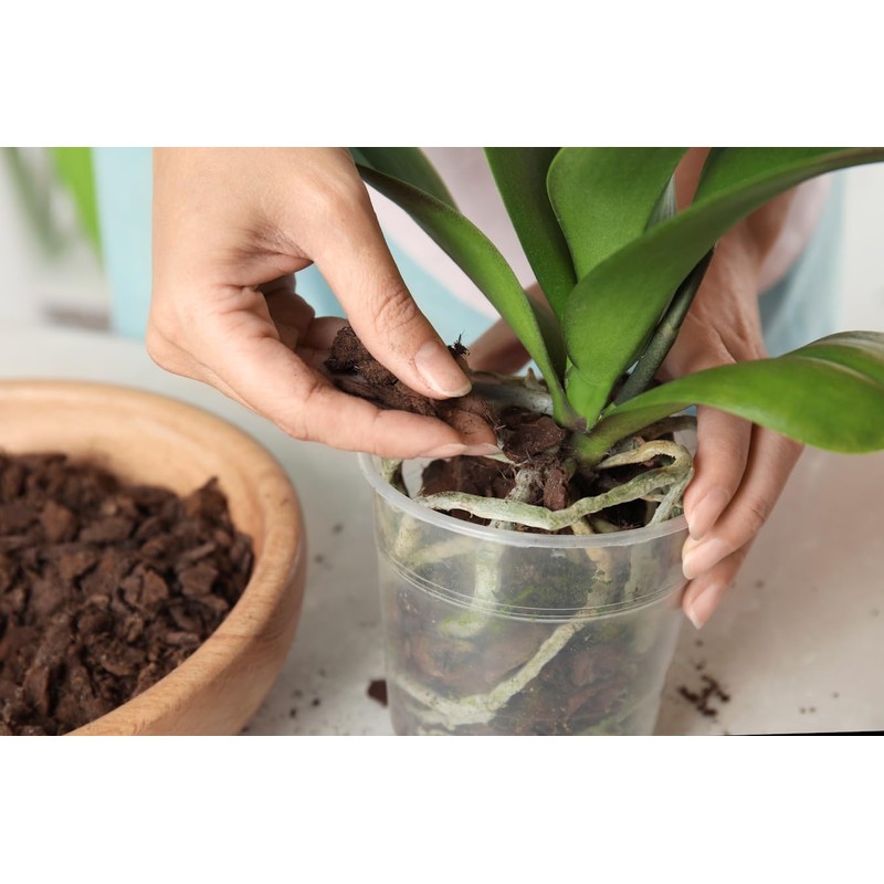 meindekoartikel 12 Orchid Pots for Orchids Plastic Transparent (Diameter 11.5