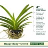 Better-Gro Vanda Peggy March ‘Ng Hok’, Live Plant Baggy Baby,
