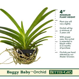 Better-Gro Vanda Peggy March ‘Ng Hok’, Live Plant Baggy Baby, Blooms Size in 6-12 Months with Proper Care - Hand-Selected by Master Growers