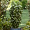 Eden Brothers Basil Seeds - Everleaf Thai Tower