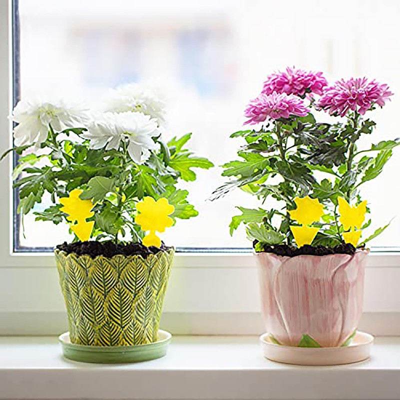 72PCS Fruit Fly Sticky Traps Fungus Gnat Traps Insect Trap