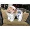 Cuddle Bands Premium Belly Band for Male Dog Incontinence and