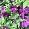 Mixed Clematis Seeds Perennial Climber Attracts Birds Low Maintenance Fragrant
