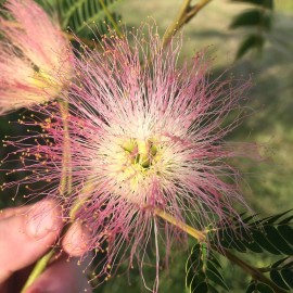 Interwoven Farm Mimosa Tree Seeds ~100 (Albizia julibrissin) tree of happiness, silk tree