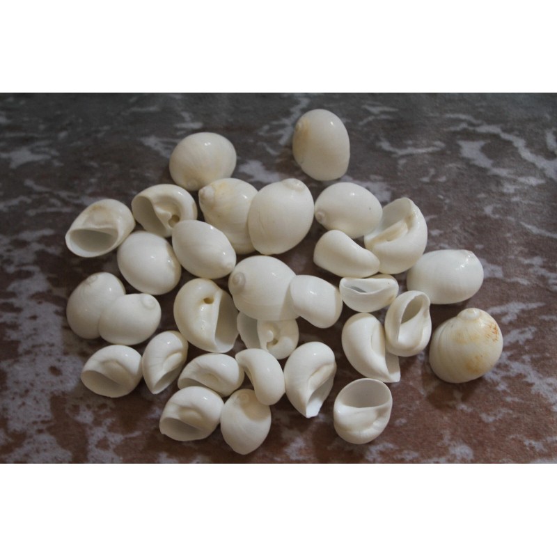 Shorely Yours NATICA MAMILLIA,Seash - 100 Shells