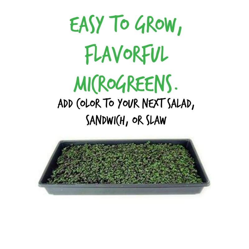 Red Acre Cabbage Seeds: 1 Lb - Non-GMO, Chemical Free