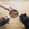 5 Stainless Steel Cat Bowls with 5 Non-Slip Rubber Bases,