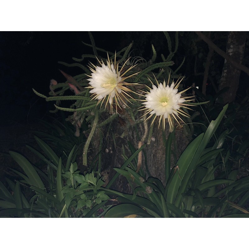 Cactus 10 Night Blooming Cereus Cactus Bulk Cacti Easy to