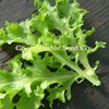 Tango Lettuce Seed - 1/4 LB Bulk ~100,000 Seeds -