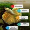 Premium Indian Almond Leave. Aquarium Decorations Size 6-9" Pack 50g(20-25