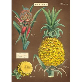 Cavallini Decorative Wrap Poster Pineapple, 20 x 28 inch Italian Archival Paper (WRAP/PINA)