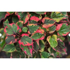 HOUTTUYNIA CORDATA 15 - BAREROOT LIVE VARIEGATED HOUTTUYNIA CORDATA PLANTS GROUND COVER HARDY