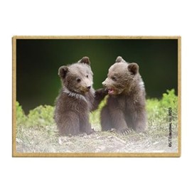 Wildlife Photography Magnet Series – Grizzly Cubs Rustic Nature Photography Magnets for Fridge, Office, Cooler, Cabin Decor 2.5 x 3.5 inch (SJT09559)