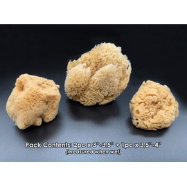 Constantia Pets Hermit Crab Natural Sea Sponges - EXTRA LARGE, Unbleached, 3"-4", 3 Pack, Provides Nutrients, Safer Drinking and Helps Maintain Habitat Tank Humidity