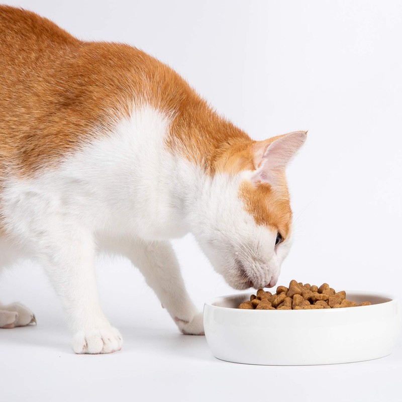 Ceramic Pet Bowl for Cats,Classic Ceramic Cat Dish Dog Bowls