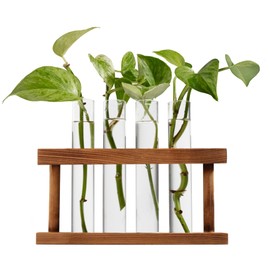 D'Eco Glass Plant Propagation Station (Set of 4 Tubes w Wooden Display) - Grow Hydroponic Plants & Watch Them Grow Roots! -Tabletop Vases for Home Decor - Holiday Xmas Gift for Plant Lovers