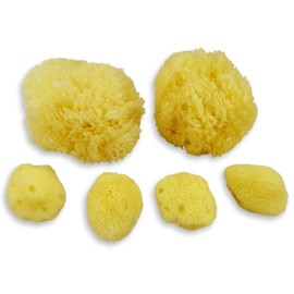 Real Sea Sponges for Babies - 6 Pk Bath Care Set, Gentle, Kind on Skin, for Bathing Washing Body Eyes, Ears Nose, Also for Newborn Toddler Kids; Baby Shower Spa Gift by Contented Infant®