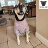 Tooth & Honey Big Dog Stripe Shirt – Pullover with