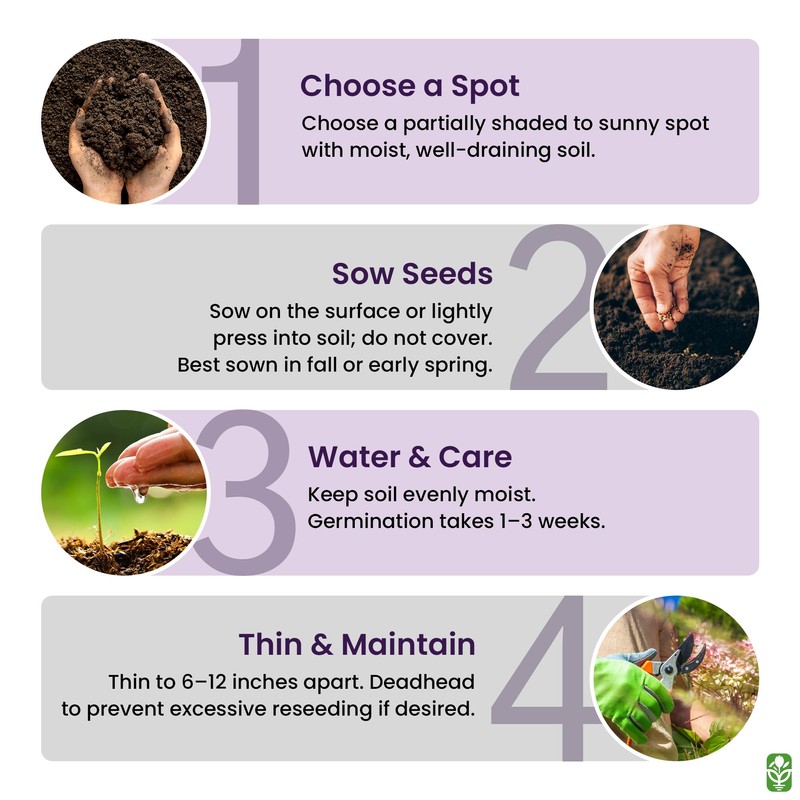 Forget Me Not Seeds - 5000 Flower Seeds - Perennial