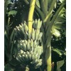hope's garden ICE CREAM (BLUE JAVA)Live Musa Banana Tree-WELL ROOTED
