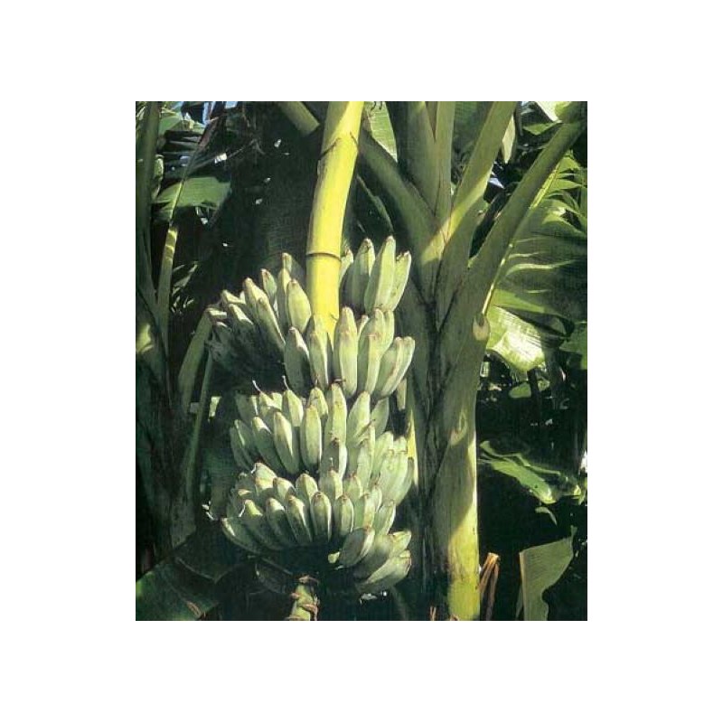 hope's garden ICE CREAM (BLUE JAVA)Live Musa Banana Tree-WELL ROOTED