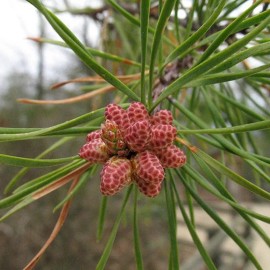 MySeeds.Co Pinus virginiana (Virginia Pine) Tree Seeds, Fast-Growing Pioneer - Trial Packet Size (1 Gram Approx. 80 Seeds)