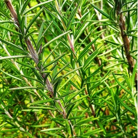 TomorrowSeeds - Rosemary Seeds - 600+ Count - for 2025 Planting Blue Tuscan Perennial Herb Garden Mediterranean Rosmarino Romero Spice Houseplant Perennial Grow Your Own Home Farm Patio Healthy