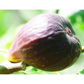 Great Fruit Producing Plant, Black Mission Fig, Great Accent Plant for Home & Garden, Starter Plant Grows in Any Type of Soil