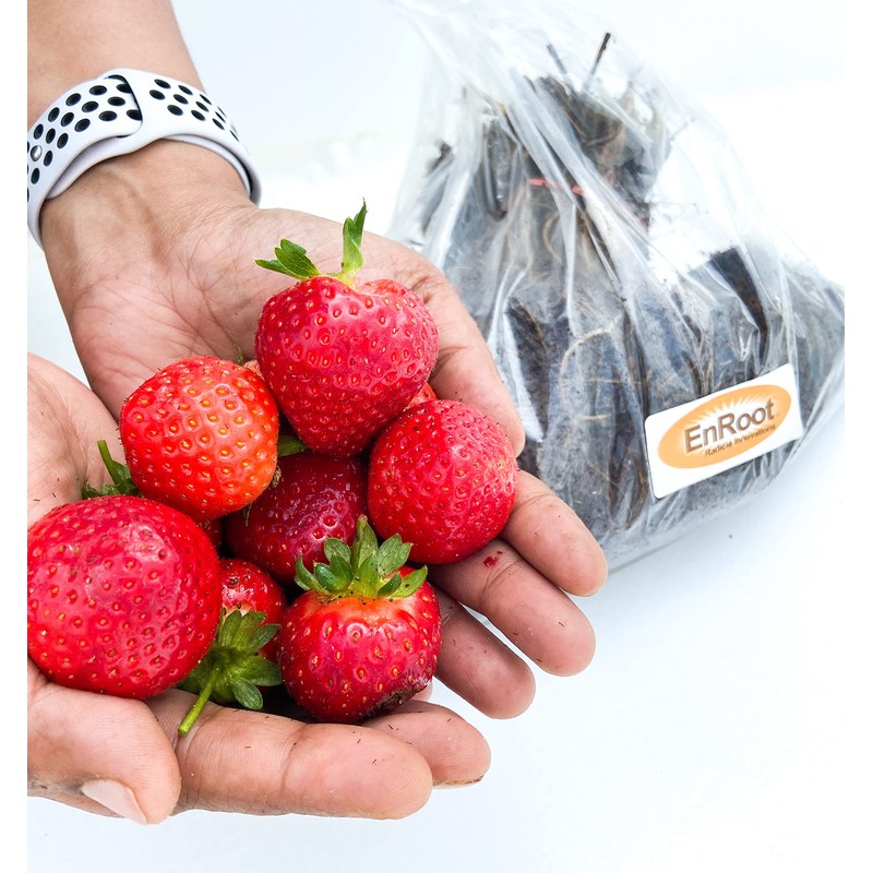Strawberry Albion Bare Root Plants 25 Count - Day Neutral