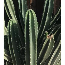 Cactus 12" Long 4-5 inch DIA  FRESH CUT Senita Peruvianus Night Blooming, Succulent