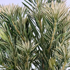 Blooming & Beautiful - Roman Candles Podocarpus - 3 gal - Southern Living - Evergreen Variegated Shrub - Zones 7-10 - Podocarpus macrophyllus 'MIU' PP28582-3 Gallon Pot