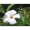 White BOLIVENSIS Mandevilla Dipladenia Tropical Vine Live Plant Lightly Fragrant