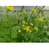 CEMEHA SEEDS - Seeds White Mustard Wild Non GMO Vegetable