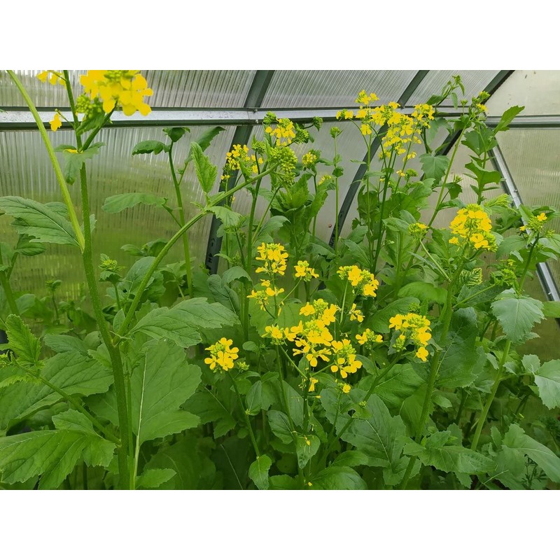 CEMEHA SEEDS - Seeds White Mustard Wild Non GMO Vegetable