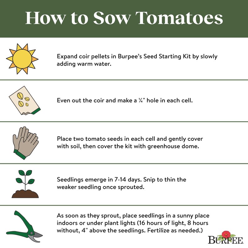 Burpee 'Celebrity' Hybrid Red Tomato Slicer 35 Non-GMO Seeds for