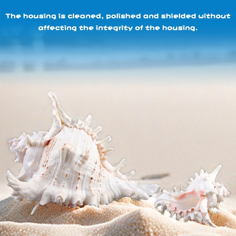 Natural Shells, 18-20 cm Large Natural Shell Shells, Large Shells