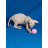 CattyMan Cat Cat Ball Play Karafuru