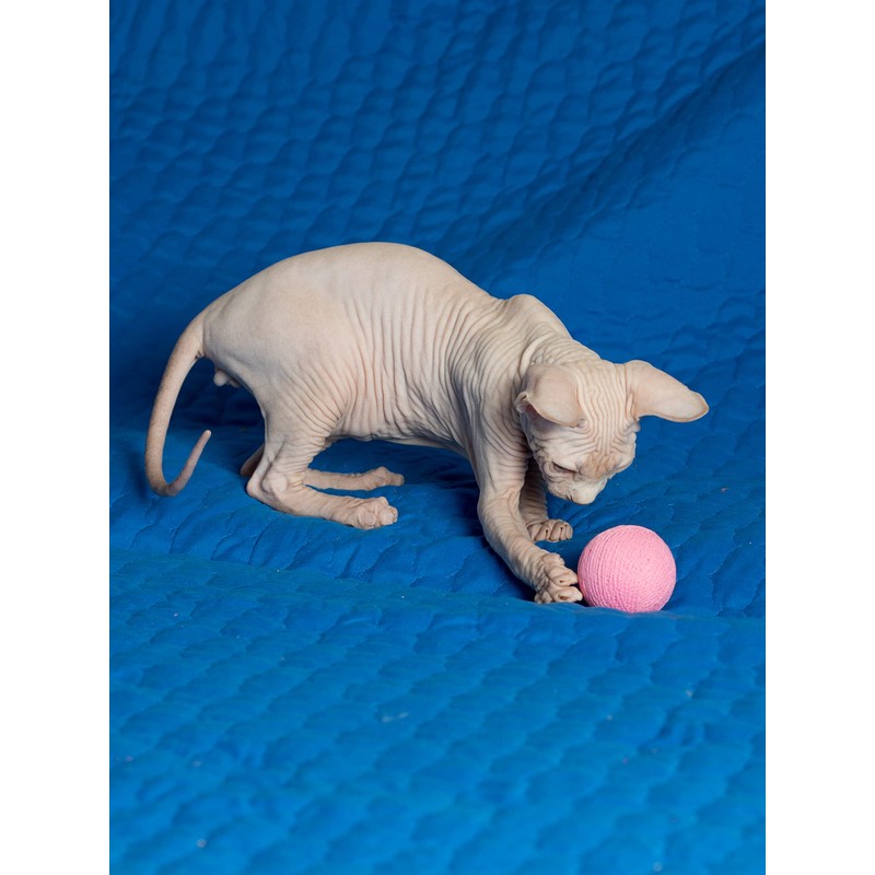 CattyMan Cat Cat Ball Play Karafuru