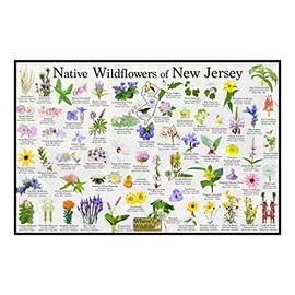Where's Wildlife Native Wildflowers of New Jersey Poster - Flower Chart (24" x 36")