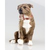 Brown Staffordshire Bull Terrier Dog Ornament - Walkies Range Of