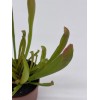 Florida House Plants Sweet Pitcher Plant, Carnivorous Plant, Sarracenia rubra
