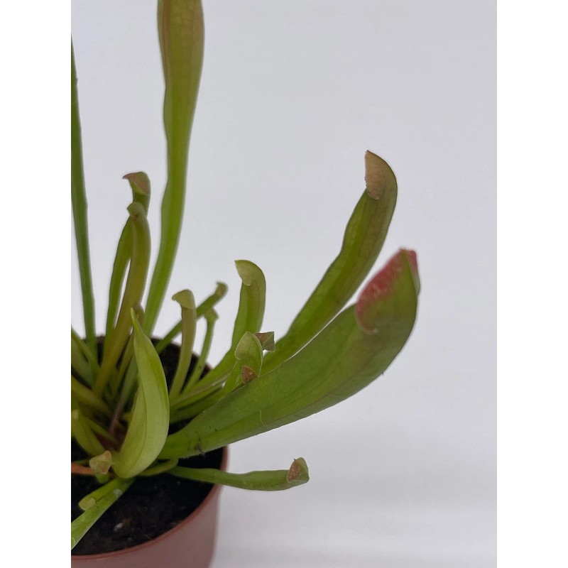Florida House Plants Sweet Pitcher Plant, Carnivorous Plant, Sarracenia rubra