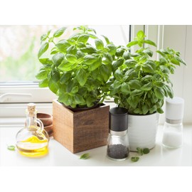 RAISE ME UP: Seeds Sweet Basil Indoor Green Herbs Non GMO Heirloom