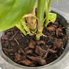 Nature Plants Clean and Rejuvenate Just by Gaining Your House